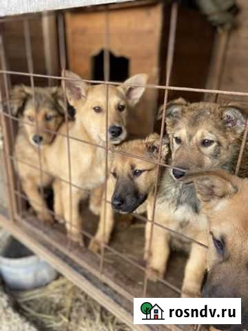 Щенок в добрые руки Солнечногорск - изображение 1