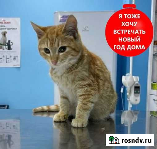 Рыжик,мальчик, счастье в дом Алушта - изображение 1