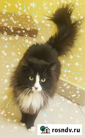 Салли - суперкошка Псков - изображение 1