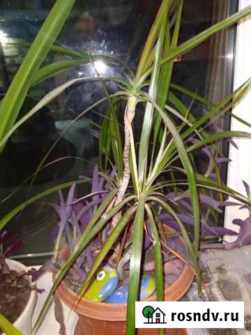 Драцена Донской - изображение 1