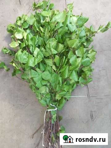 Веник берёзовый Великие Луки - изображение 1