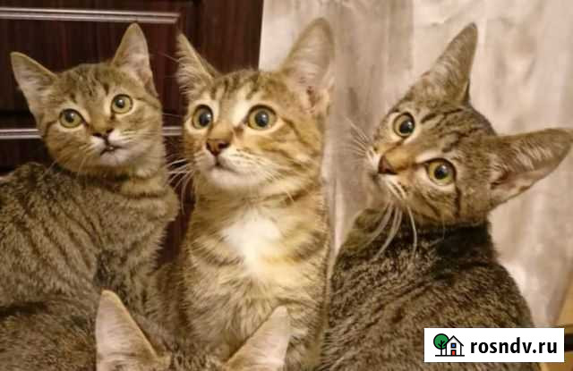 Котята в добрые руки Ульяновск - изображение 1