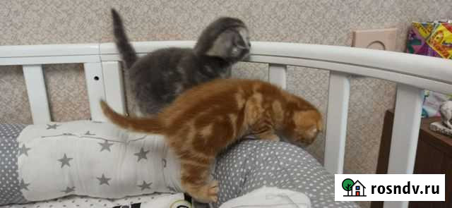 Шотландские вислоухие котята Волгоград - изображение 1