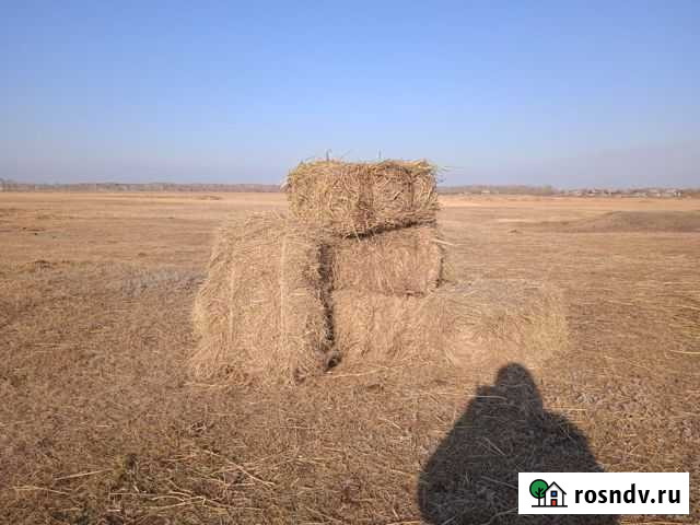 Сено в тюках Октябрьское - изображение 1