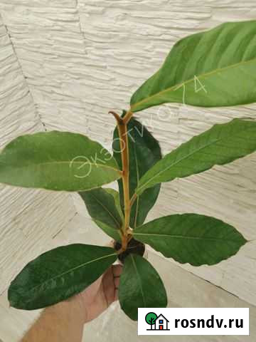 Фикус Valutine 60см Челябинск - изображение 1