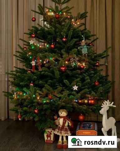 Доставка Живых новогодних Ёлок Набережные Челны - изображение 1