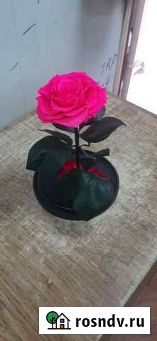 Роза оптом и в розницу Анапа - изображение 1