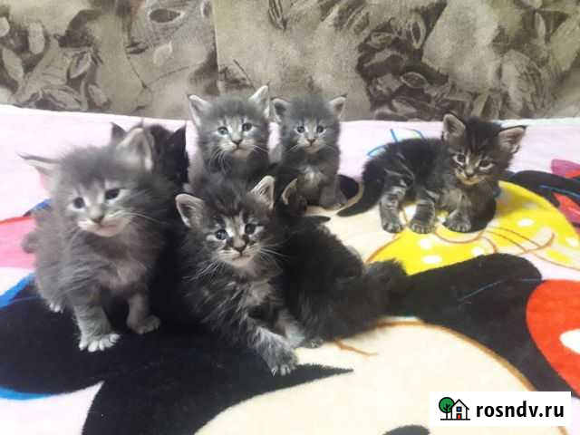 Мейн кун Сосновское - изображение 1