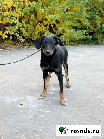Щенки в добрые руки Нижний Новгород - изображение 1