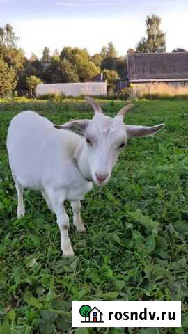 Козье молоко, козы Ржев - изображение 1
