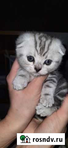 Шотландский вислоухий котёнок Челябинск - изображение 1
