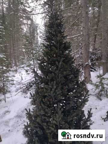 Новогодние сосны, ели, пихты, кедр Красноярск - изображение 1