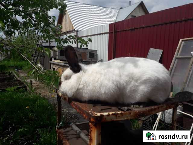Калифы самки, самцы на племя и рексы Магнитогорск - изображение 1