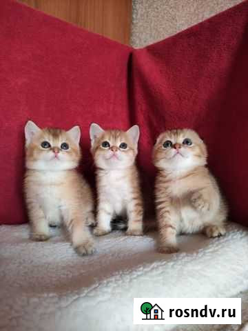 Котята золотая шиншилла Казань - изображение 1
