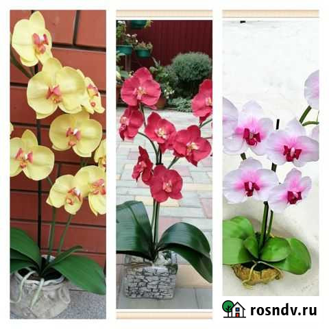 Орхидеи. Цветы, которые не вянут Новочеркасск - изображение 1