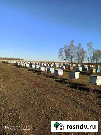 Работник пчеловод на пасеку Альметьевск - изображение 1