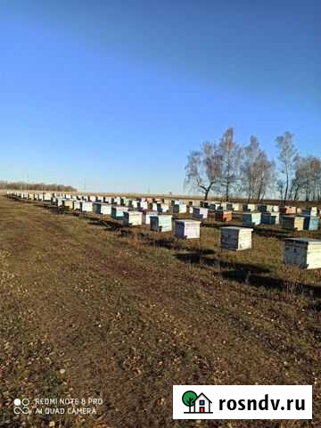 Работник пчеловод на пасеку Альметьевск - изображение 1