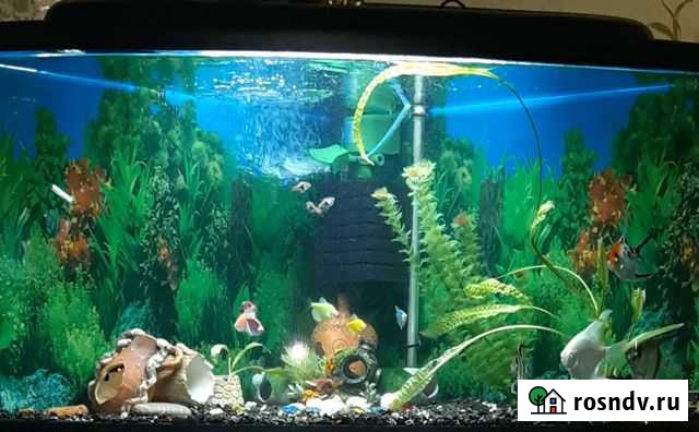 Аквариум Саки - изображение 1