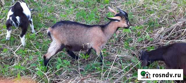 Альпийский козлик Звенигород - изображение 1