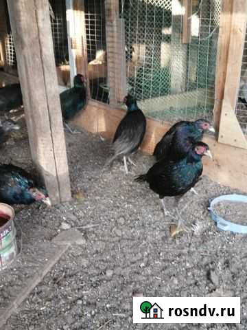 Фазаны Румынские и семья охотничьих фазанов Матвеев-Курган - изображение 1