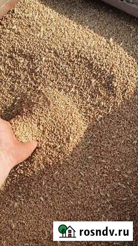 Зерно пшеница Долгоруково - изображение 1