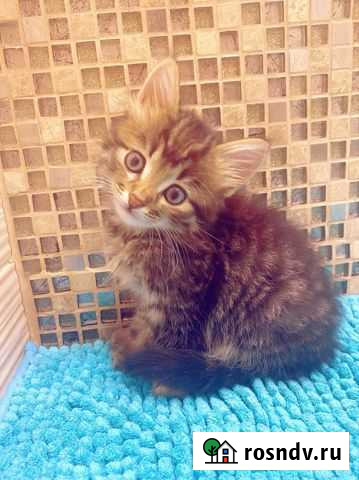 Котёнок от британки Тверь - изображение 1