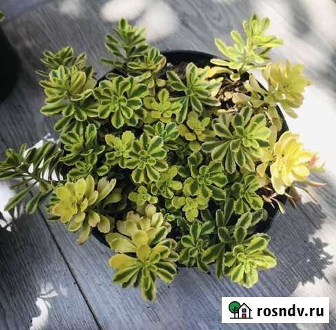 Очиток(Седум tricolor) Миддендорфа вариегата Коноково - изображение 1