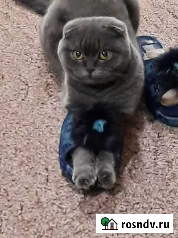 Шотландские котята Чита - изображение 1