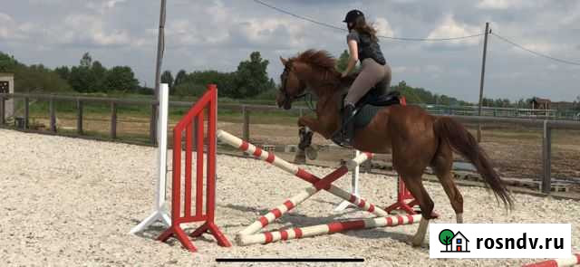 Защита спины (жилет) для верховой езды Нижний Новгород - изображение 1