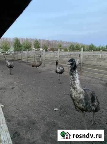 Страус Алексин - изображение 1