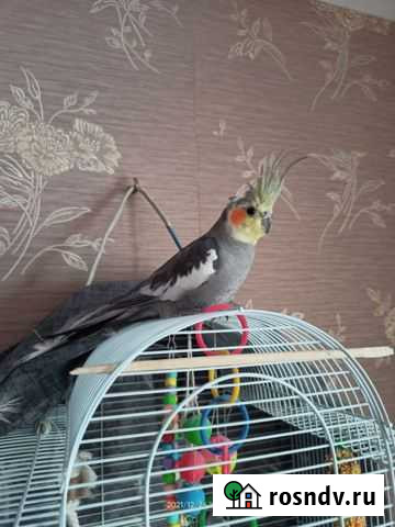 Попугай корелла Благовещенск - изображение 1