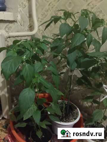 Перец чили Волгодонск - изображение 1