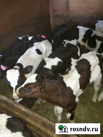 Бычки телята от 1 месяца Иловля - изображение 1