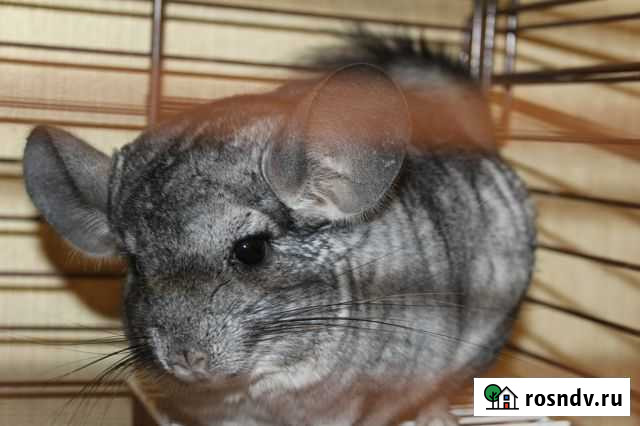 Шиншилла с клеткой Кострома - изображение 1