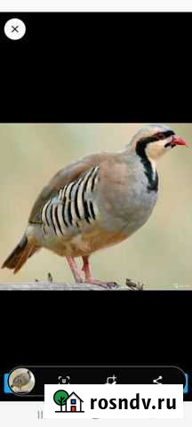 Кеклик Чегем - изображение 1