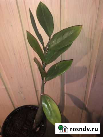 Замиокулькас Обнинск - изображение 1