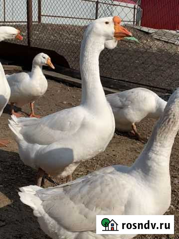 Гусь на племя Серафимовский - изображение 1