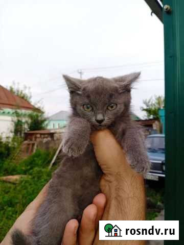 Котята Бийск - изображение 1