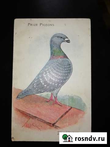 Открытка с голубем Ростов-на-Дону - изображение 1