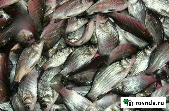 Живец Октябрьский - изображение 1