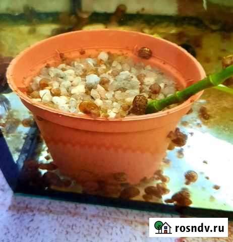 Улитки аквариумные Ахтубинск - изображение 1