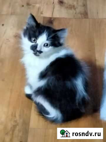 Отдам в хорошие руки Самара - изображение 1