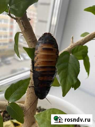 Мадагаскарские тараканы Чебоксары - изображение 1