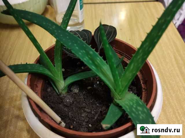 Алоэ вера Тула - изображение 1