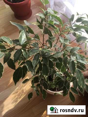 Комнатные растения Сочи - изображение 1