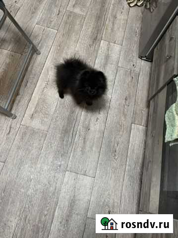 Померанский щпиц мини Ростов-на-Дону - изображение 1