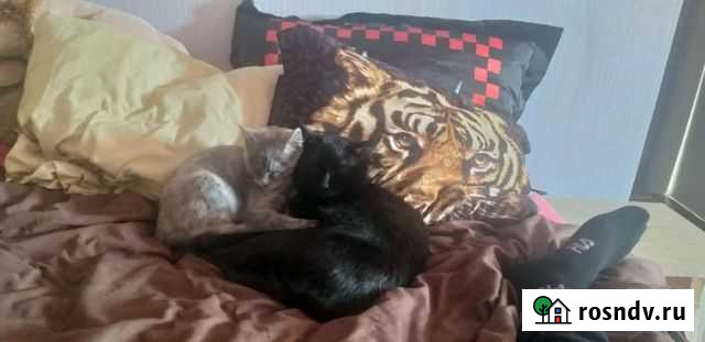 Кошки Магадан - изображение 1