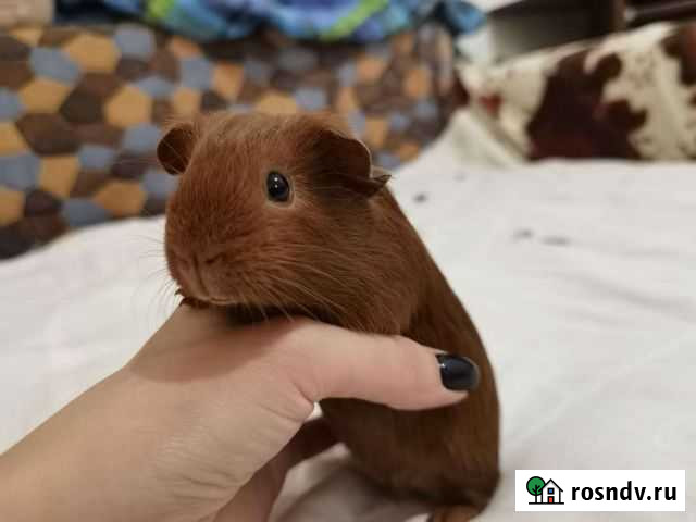 Морские свинки Старый Оскол - изображение 1