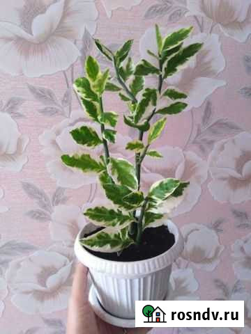 Педилантус Калуга - изображение 1