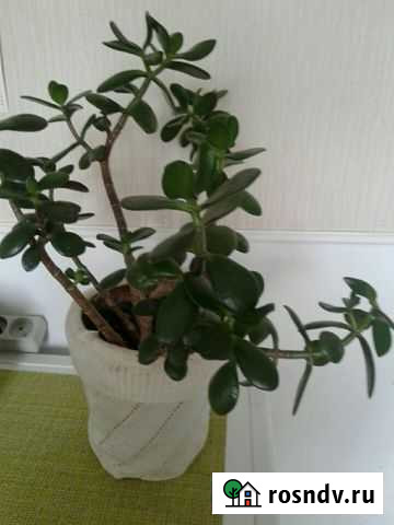 Толстянка Пенза - изображение 1